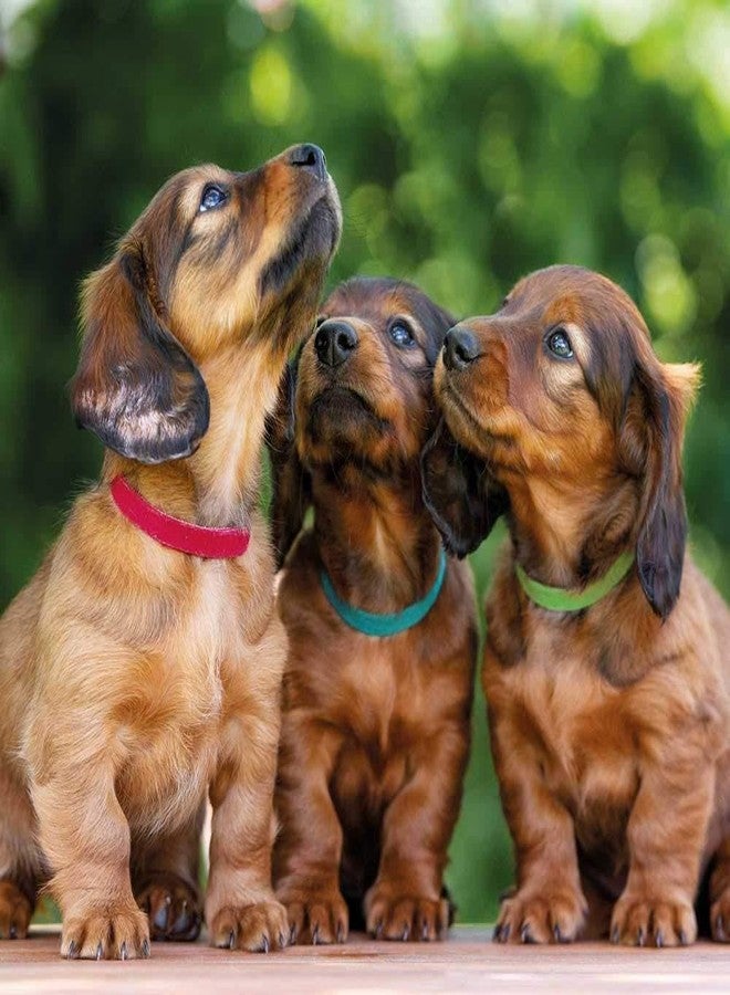 تريكسي مجموعة تريكسي من 6 أطواق للجراء بألوان داكنة - Image 2